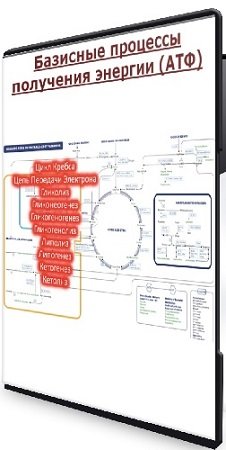 постер к Андрей Лобузнов - Базисные процессы получения энергии (АТФ) (2024) Видеокурс